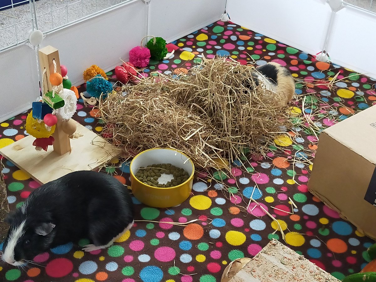 MerryPippin24's tweet photo. #PigLife https://t.co/stCHxAM8ti