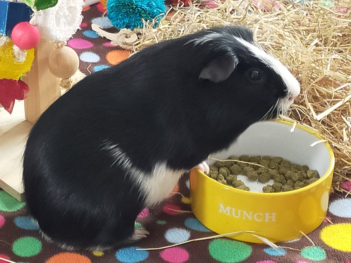 MerryPippin24's tweet photo. More #PigLife #GuineaPig #GuineaPigs https://t.co/nDIij9UGni
