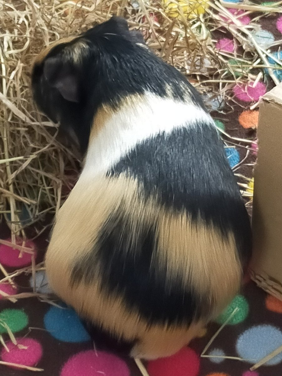 MerryPippin24's tweet photo. More #PigLife #GuineaPig #GuineaPigs https://t.co/nDIij9UGni