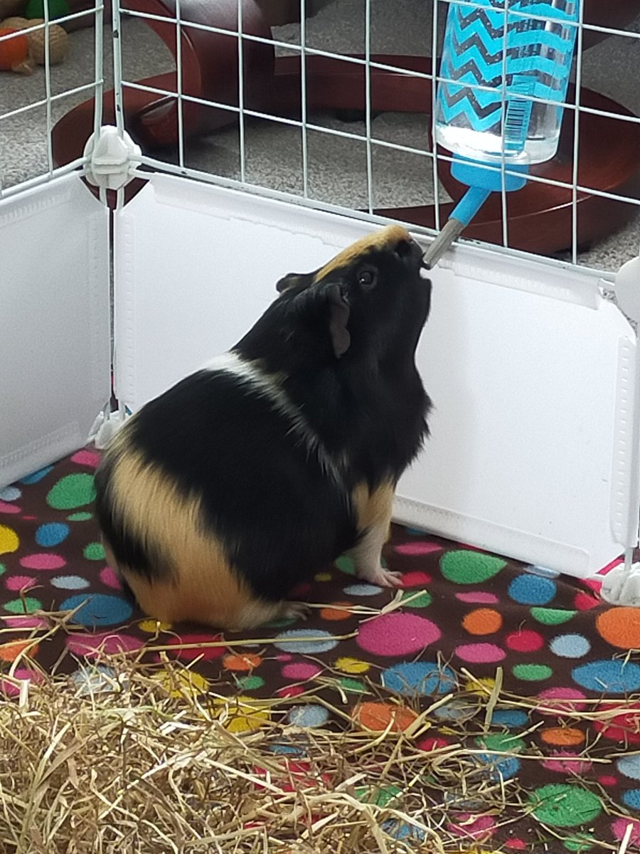 MerryPippin24's tweet photo. More #PigLife #GuineaPig #GuineaPigs https://t.co/nDIij9UGni