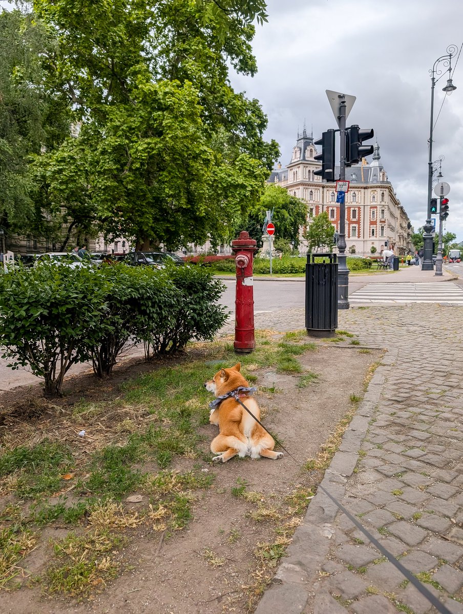 【今日のブダペスト🇭🇺】
最高気温16度、ブダペストはザグレブよりも4度ほど気温が低く、まだまだ寒いです。

今日の拒否柴🐶
ハンガリーの友達に会えるかと思ったけど、現在はイタリア旅行中。彼らは寒い時期はカリブ海、ポルトガルに滞在して、ハンガリーの家は夏の間だけ。
贅沢なリタイア生活です。