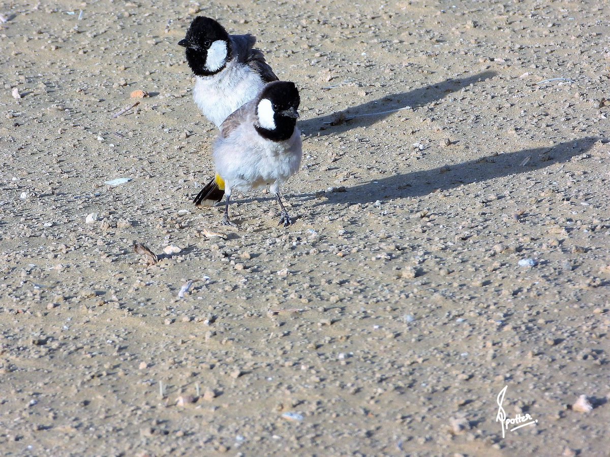 spotter_pandey's tweet photo. Family feasting time 
@white_eared_bulbul
#indiaves #teamebird #birdwatchingdaily #indianbirds #wildlifind #wildlifmag #photohour #BirdTwitter https://t.co/9jKiCbpI1w