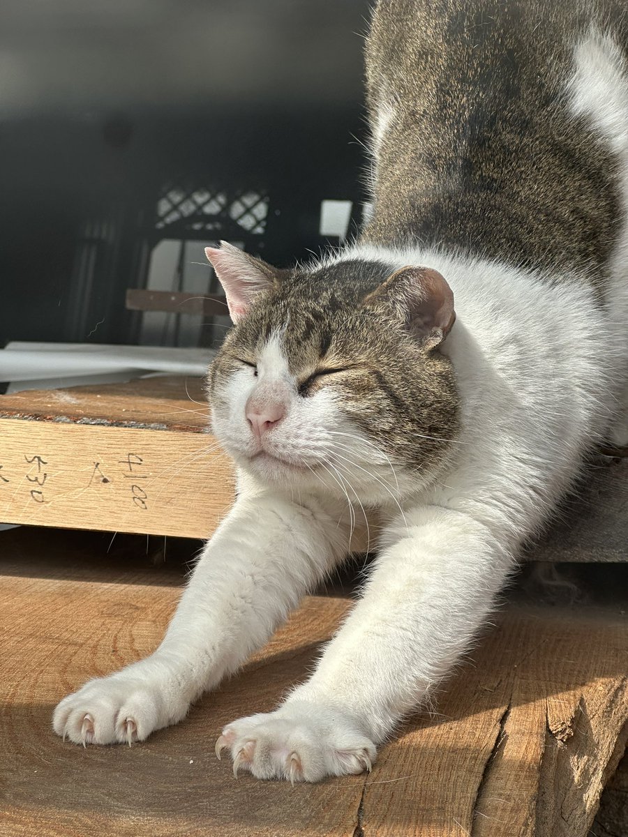 近所のかわいいねこ