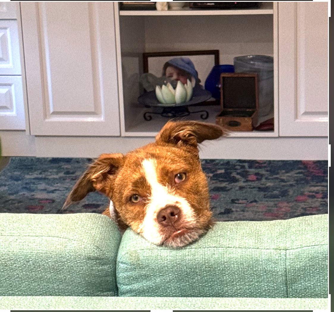 jtmac1973's tweet photo. @kimrunner Yes…get a dog 😊 https://t.co/AAagctkYx8