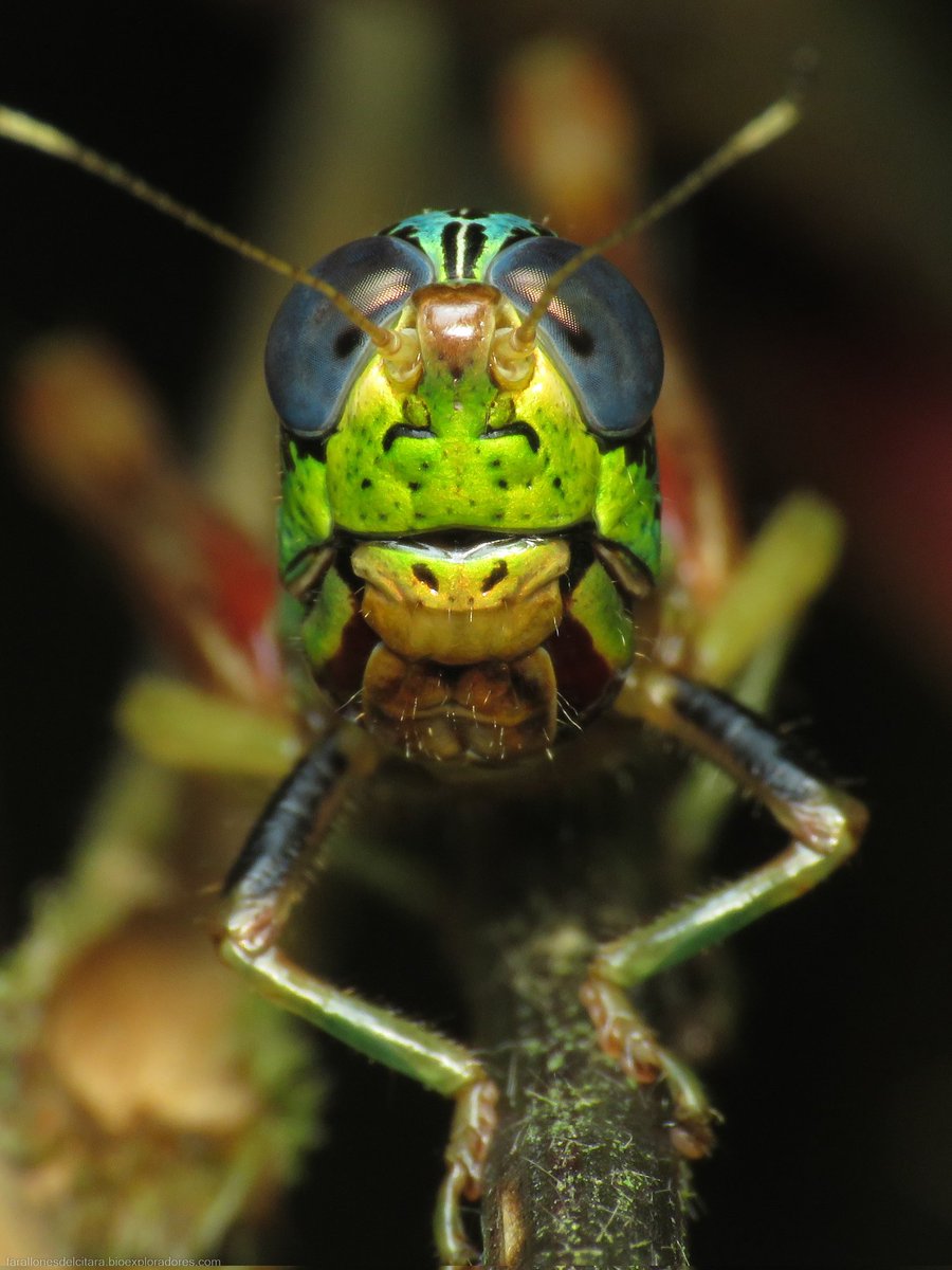 bioexploradores's tweet photo. Fotografía de un saltamontes del género Megacheilacris, encontrado en el corregimiento Farallones, sector San Pedro.

Podemos apreciar la gran variedad de colores de este insecto, y algunas estructuras como su mandíbula, ojos compuestos y antenas. https://t.co/cbDxOTRqMk