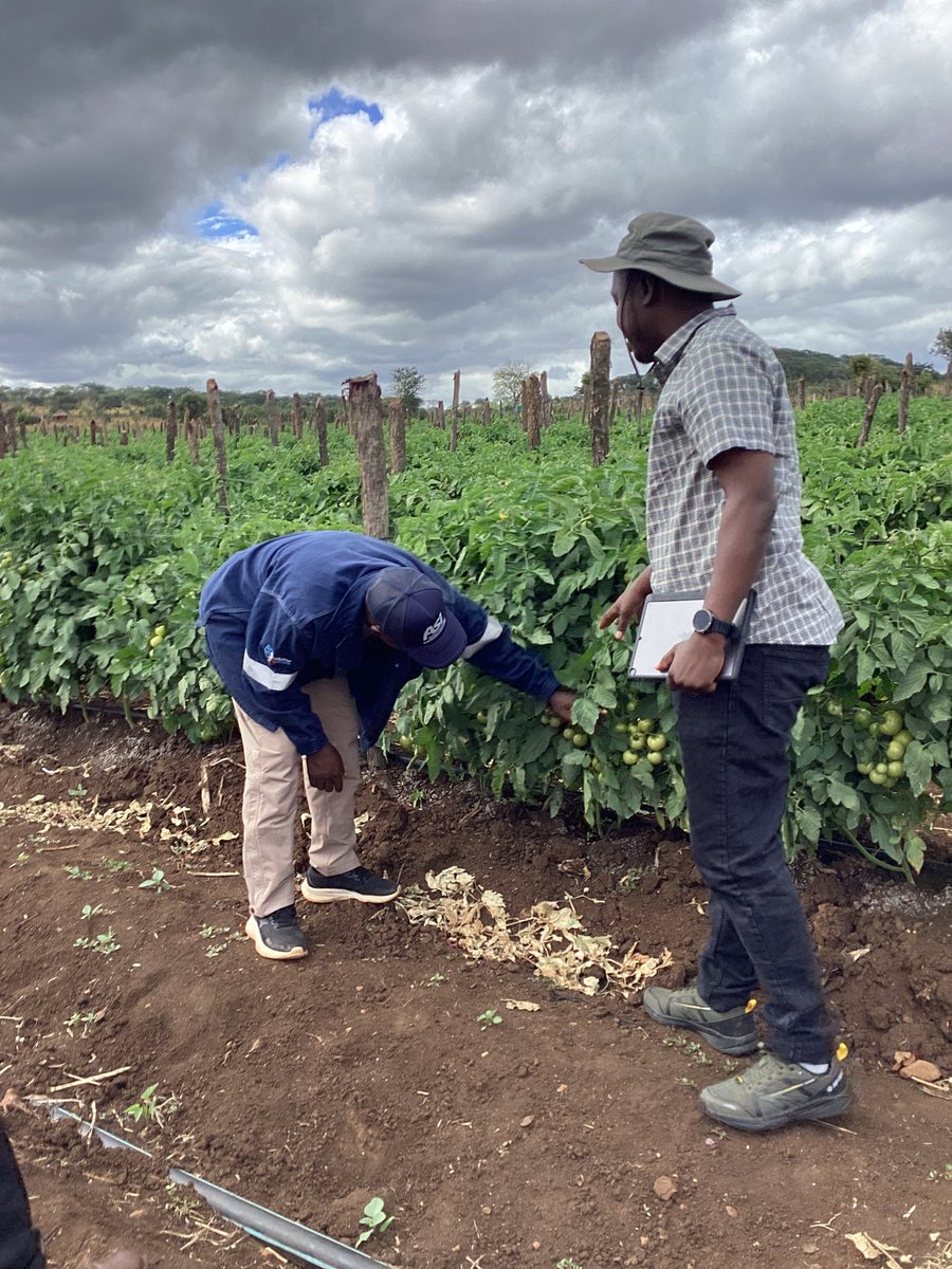 From the suppliers of Sagatan, Nash, Chibli,Kilele,Dolendo,Ercole,Cheyenne, here comes the new bombshell from #Syngenta.
This new determinate will be launched next week in Zvishavane ,start planning now.
Seed will be available around July.
Can be grown untrellised. #Saaho f1