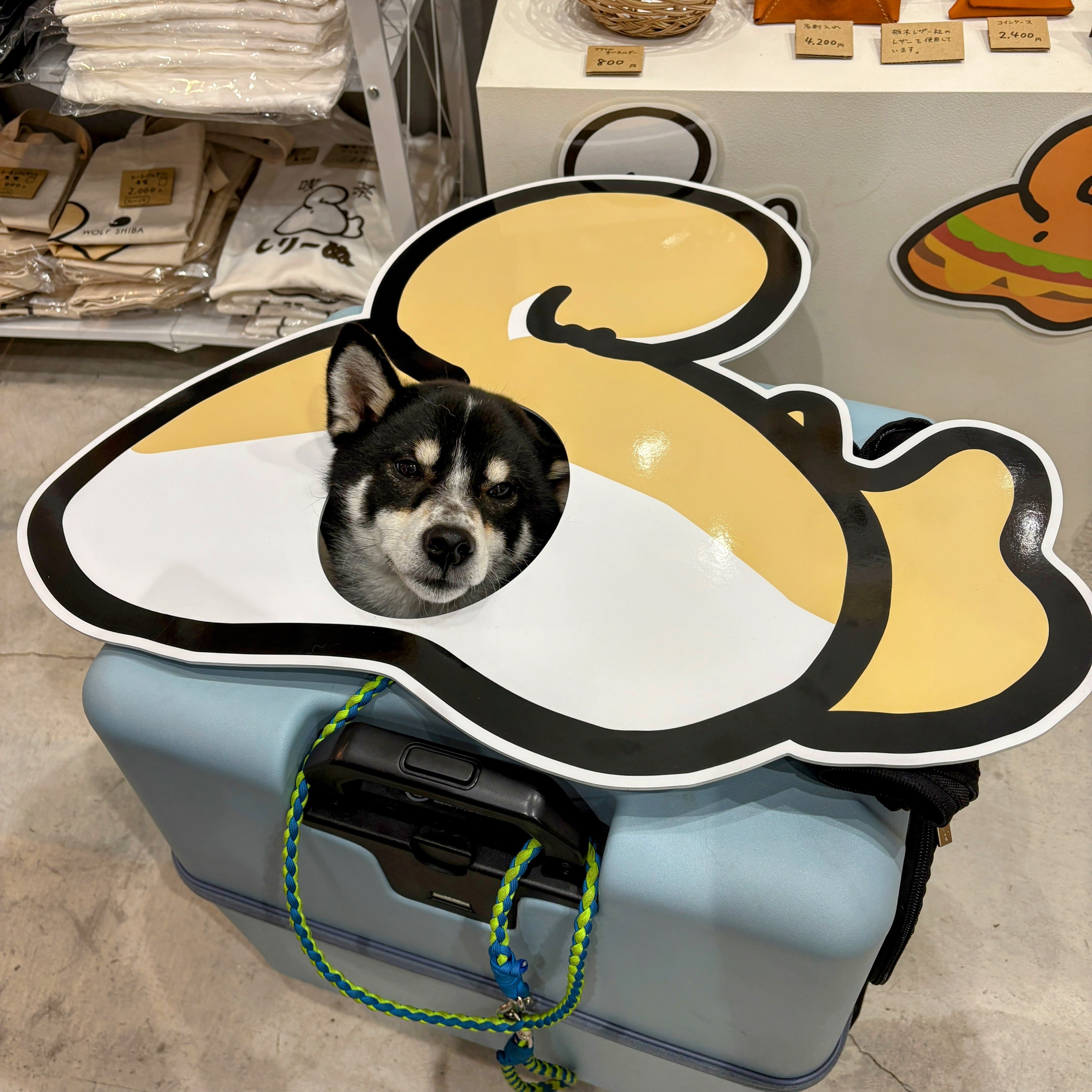 WOLFSHIBA｜柴犬のおしり専門店 (@wolfshiba110) / X