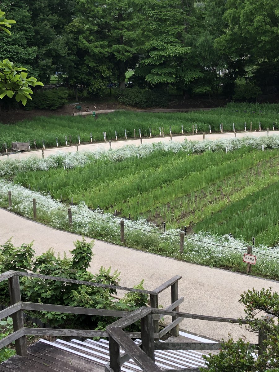 HKしょうぶえんです。 横須賀しょうぶ園 on X