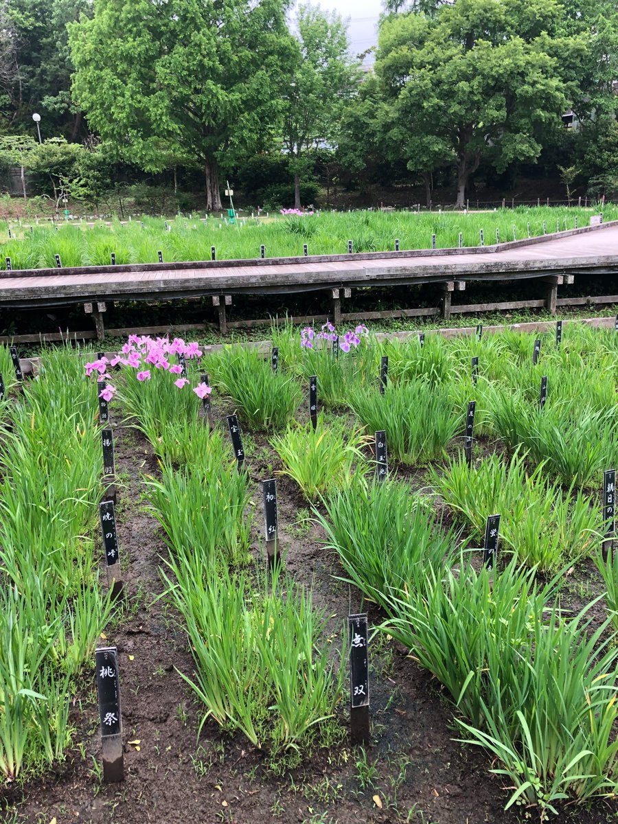 横須賀しょうぶ園 on X