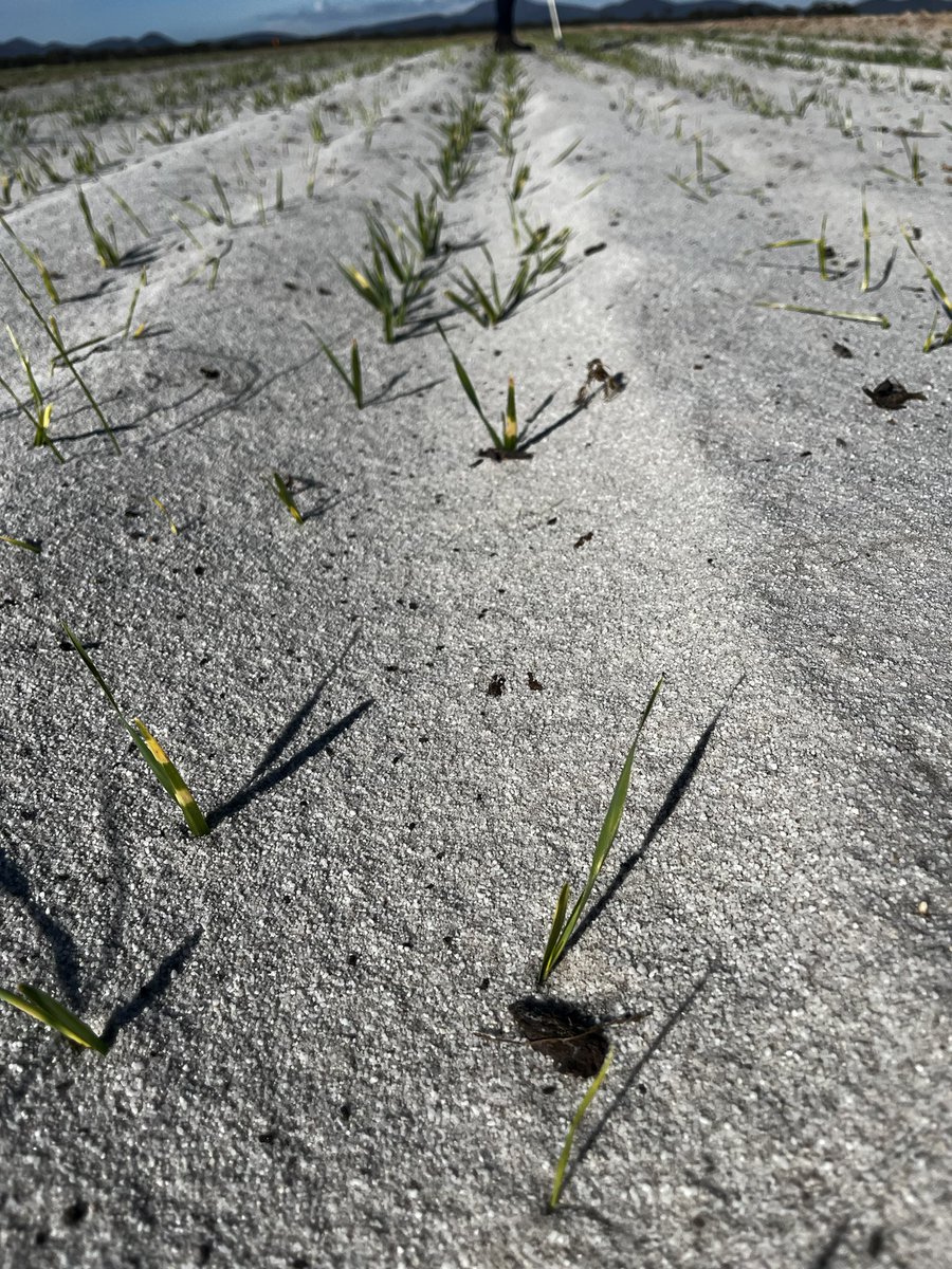 🇦🇺Glenn McDonald tweet media