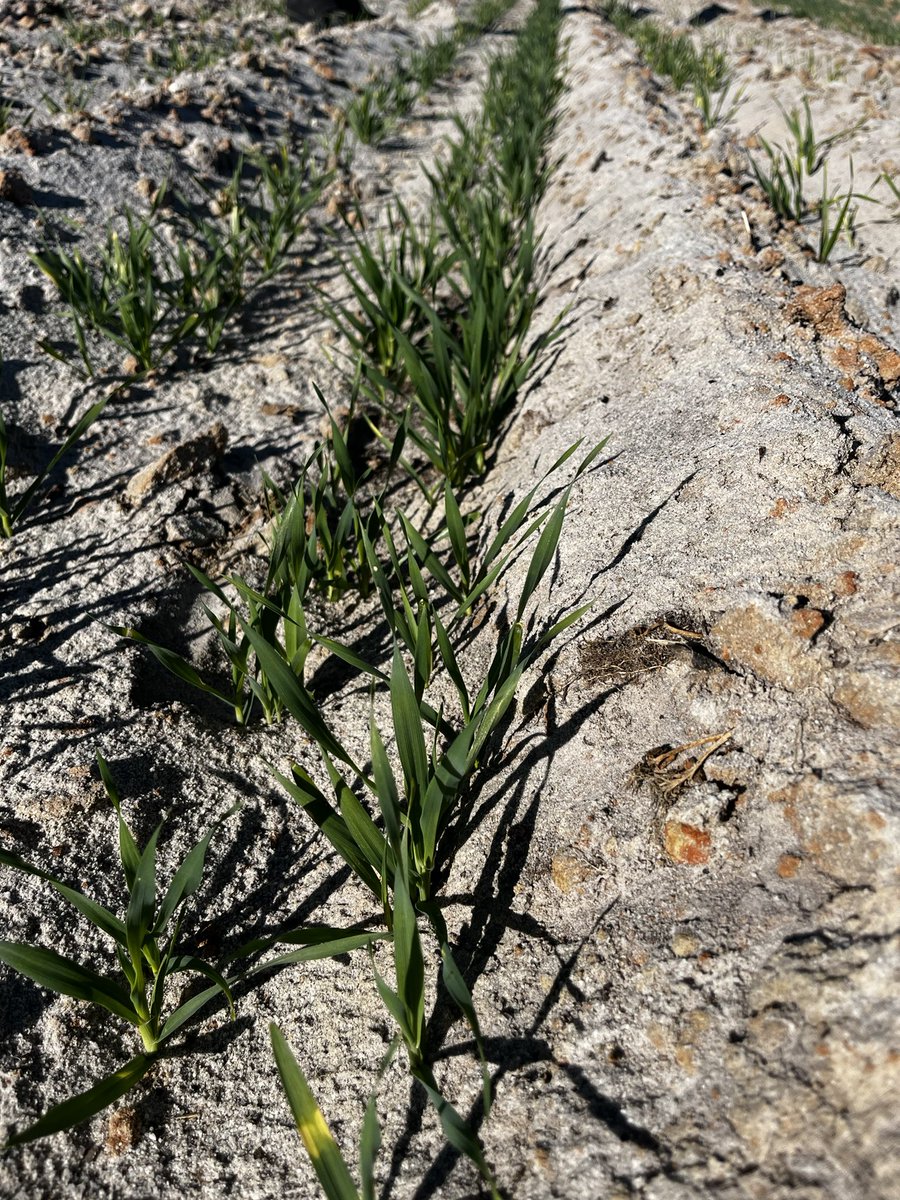 🇦🇺Glenn McDonald tweet media