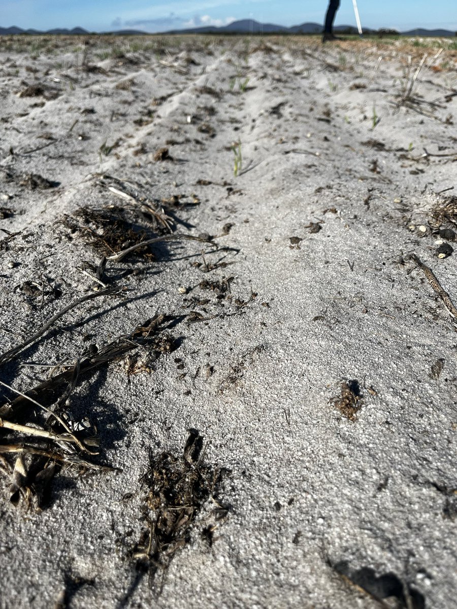 🇦🇺Glenn McDonald tweet media