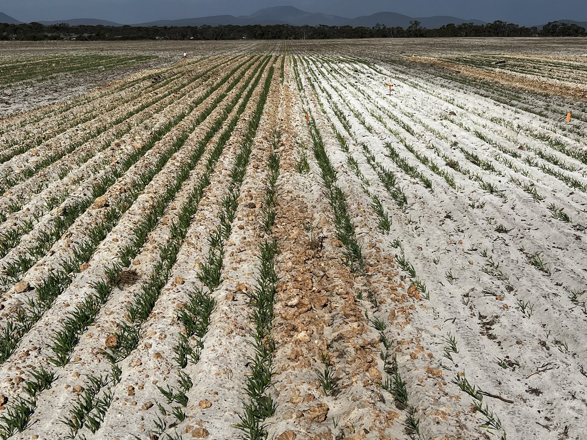 🇦🇺Glenn McDonald tweet media