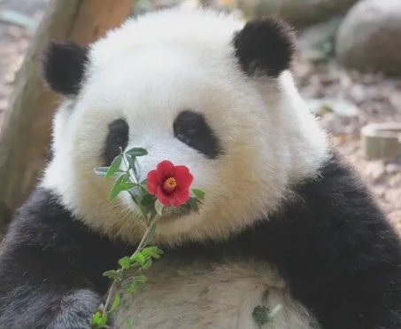 Alejandra Koser (@alekoser) on Twitter photo 