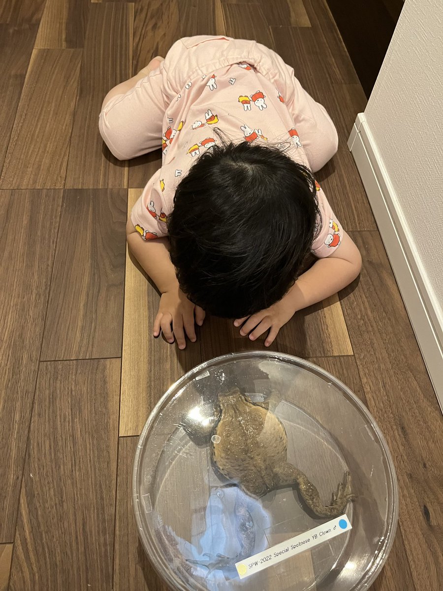 NAskgph's tweet photo. たまに都会（といっても江戸川区）に現れるヒキガエル。普段どこにいるの？ https://t.co/B1MIJrs35O