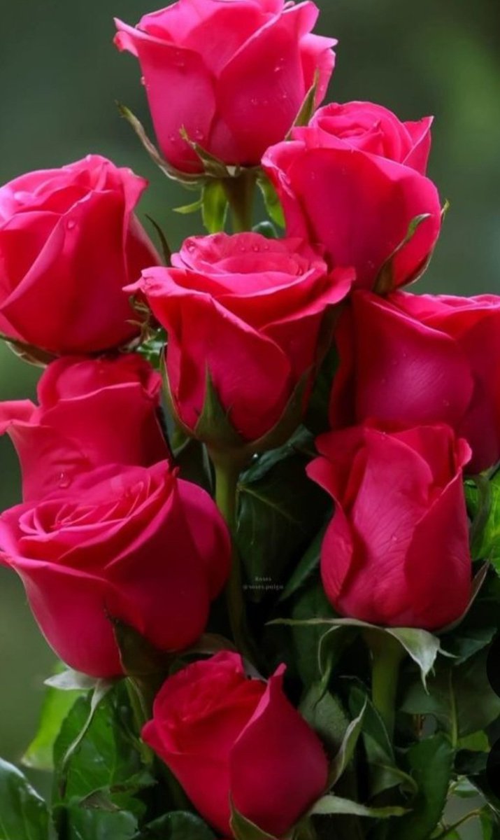 SummerRose 🌹Christine tweet media