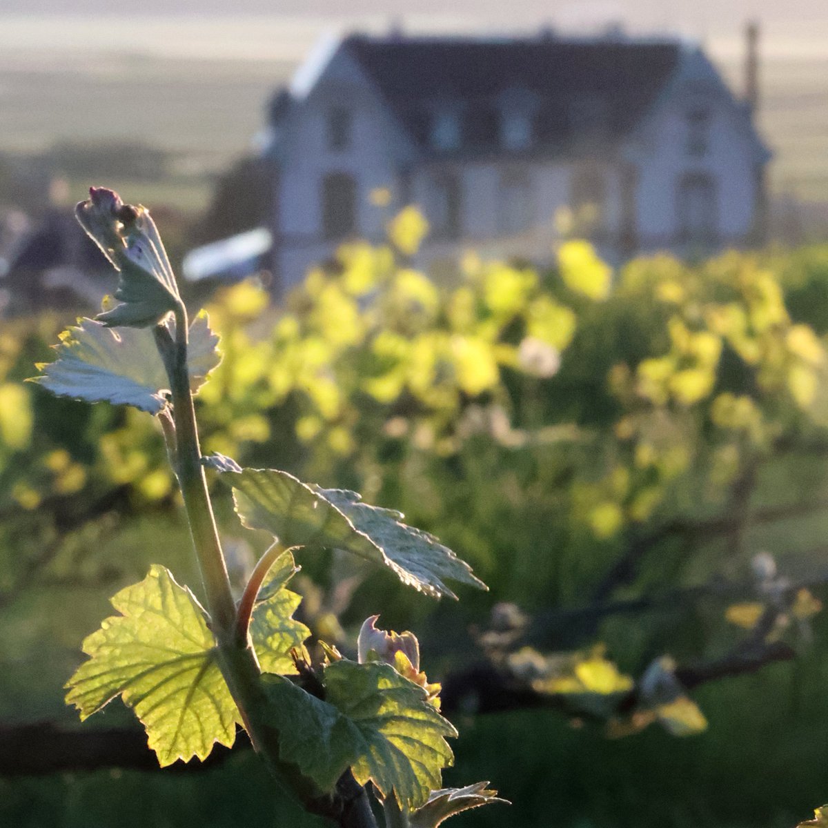 Have you ever dreamed of visiting Champagne in spring? We are very excited to announce our very first public springtime Champagne Tour and to invite you to join us on 19-26 April 2026! champagne.tours