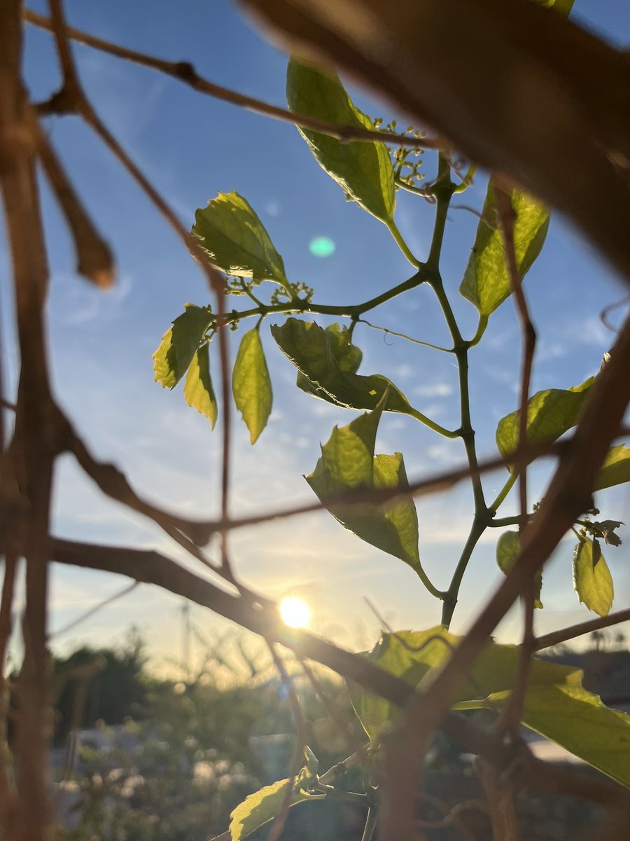 Hoy por la tarde en casa 🏡. #LosMochis #Sunset