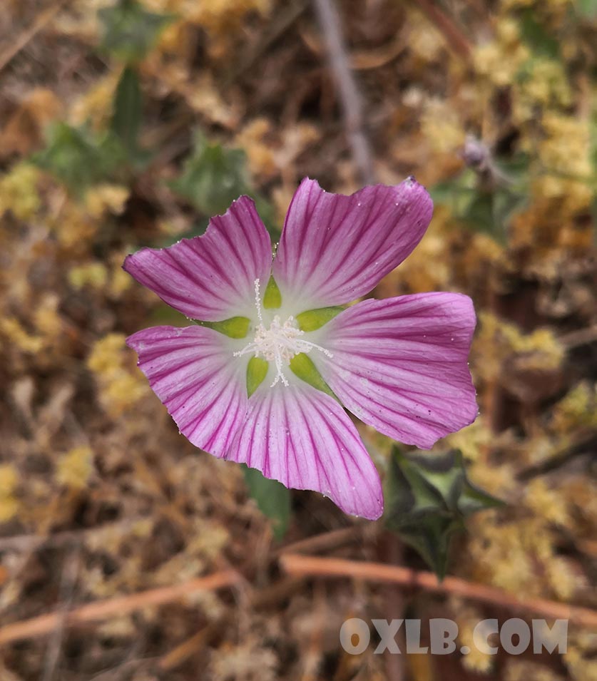 onefineart's tweet image. Wonderful Nature. One flower resembles a virus under a microscope, while the other flower offers her petals for insects to devour. lebanonart.com

#wonderful #wonderfulnature #flower #virus #devour #beauty #flowers #flowerbeauty #petals