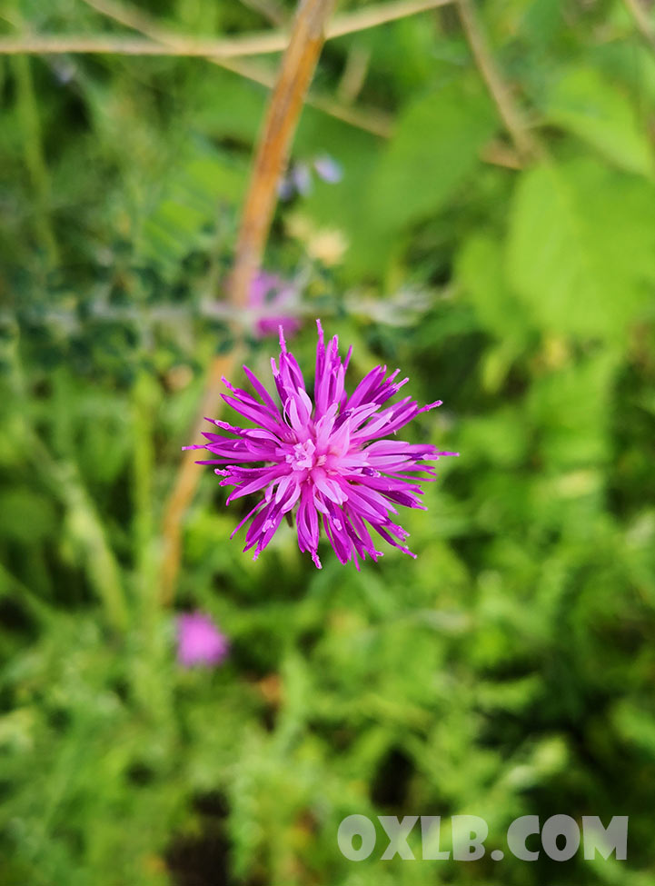 onefineart's tweet image. Wonderful Nature. One flower resembles a virus under a microscope, while the other flower offers her petals for insects to devour. lebanonart.com

#wonderful #wonderfulnature #flower #virus #devour #beauty #flowers #flowerbeauty #petals