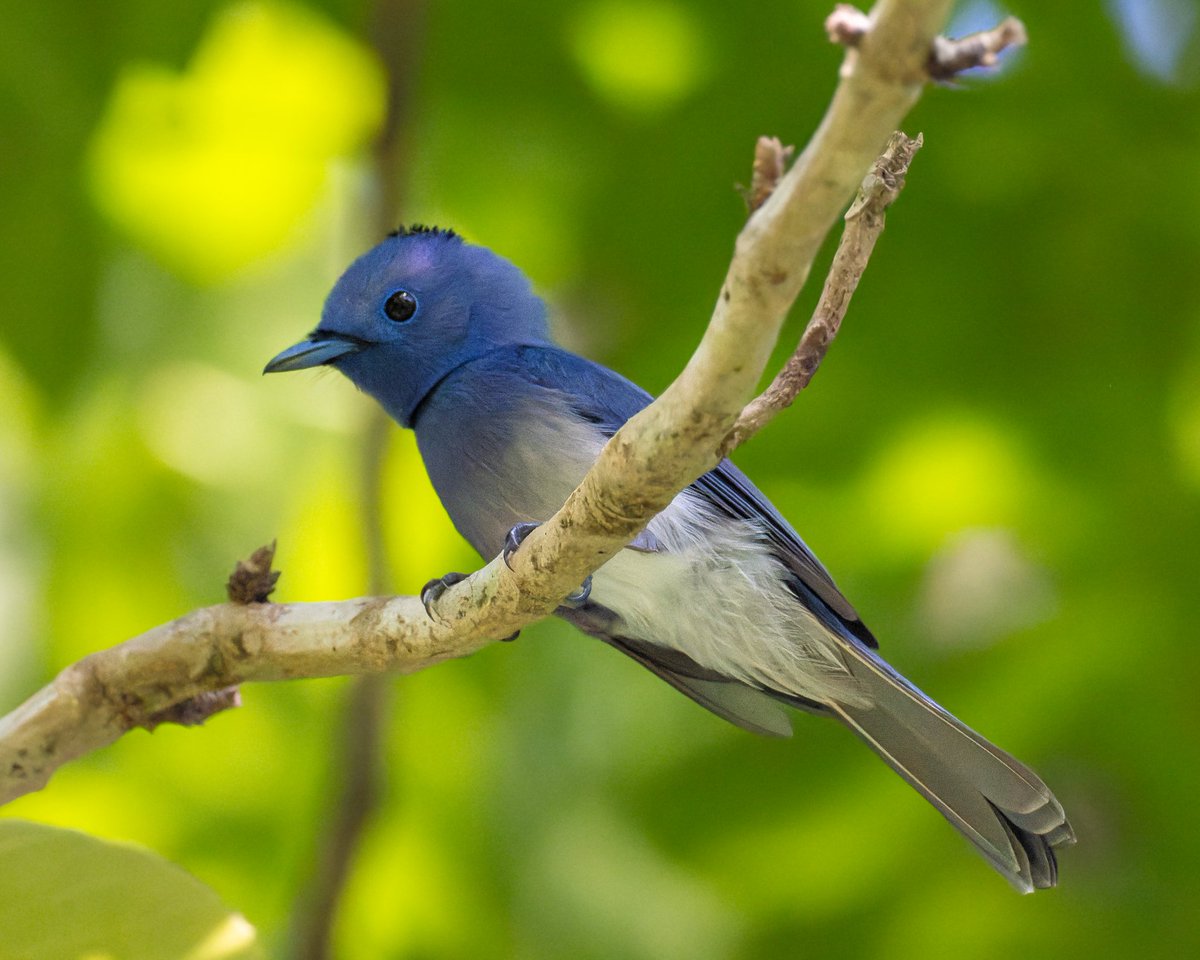 Let your Monday blues be as charming as this little one. Full of color and life. Caught this #blacknapedmonarch jumping around #indiAves #birdwatching #birdphotography