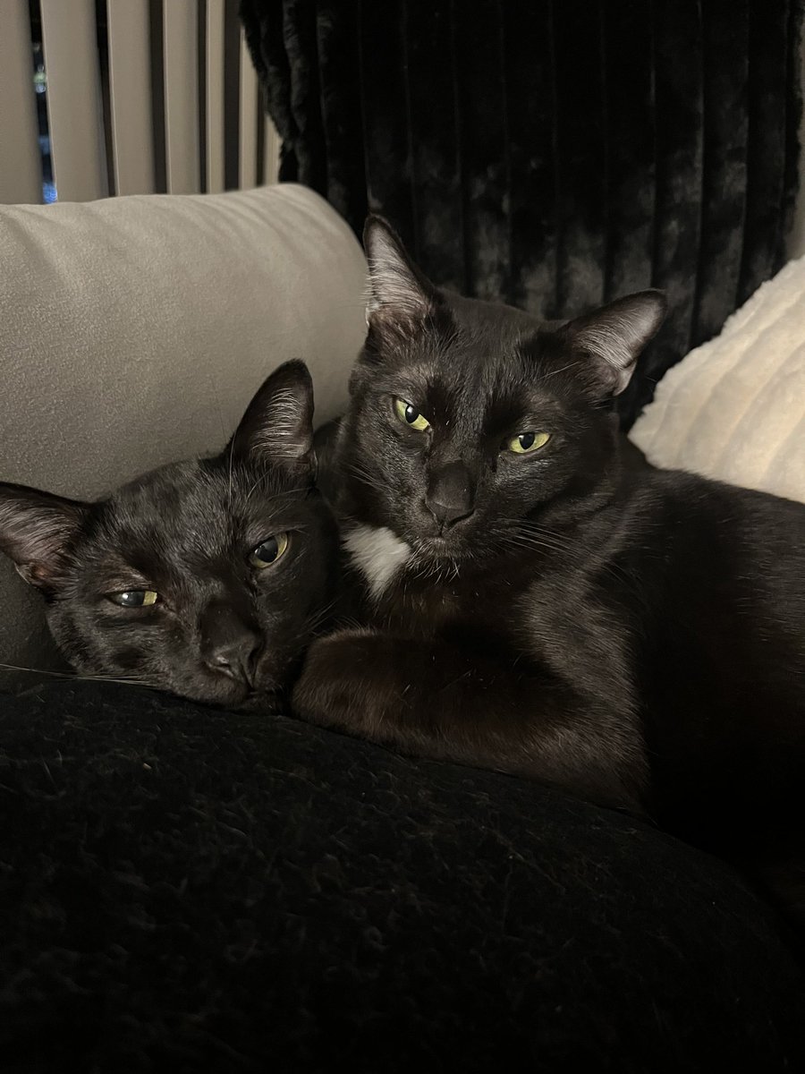 Wowtwo &amp; Wowthree were just kittens when they were found dumped outside our hospital back in 2019.⁠
⁠
After 2 years at the shelter, our partner rescue in Washington D.C. stepped in, and that's when these siblings found a foster home—and ultimately, their forever one!🖤🏠