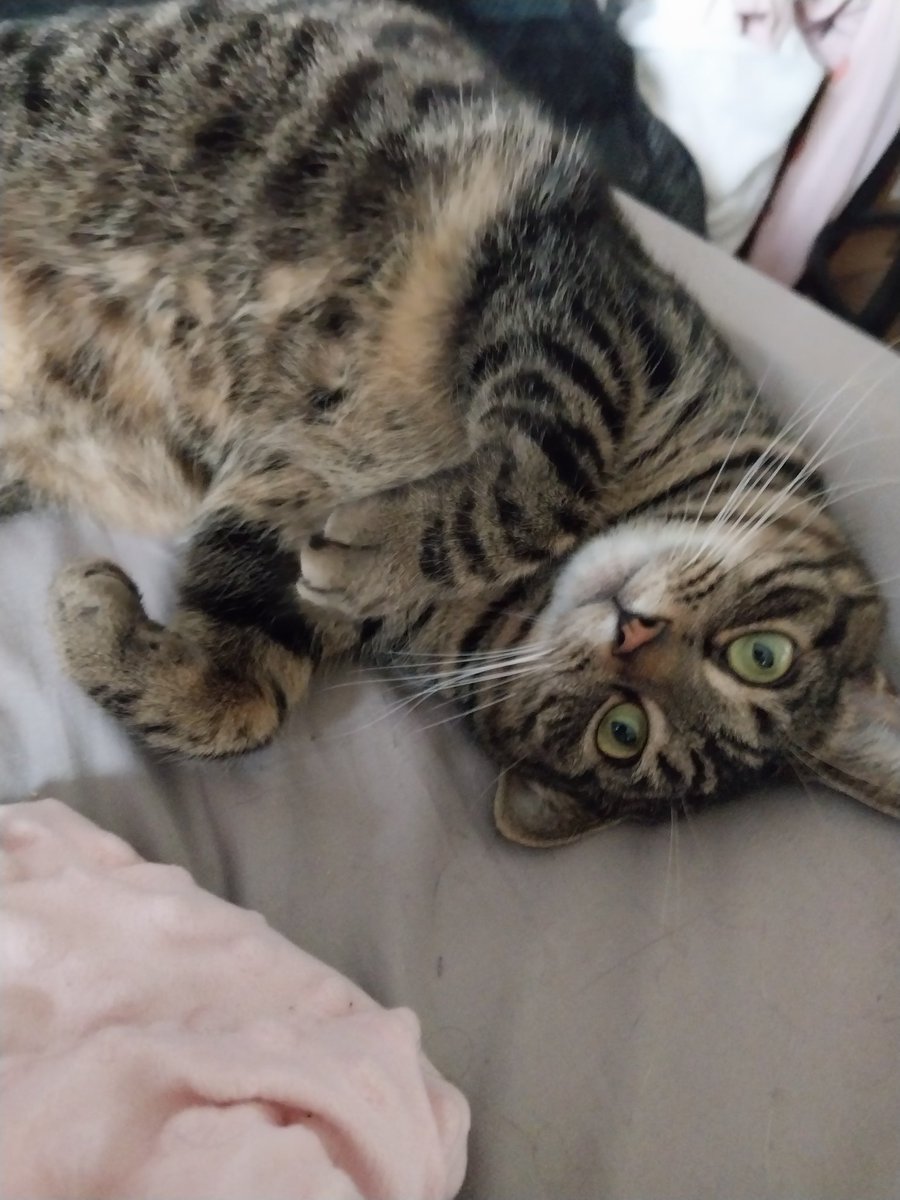 flutterrloves's tweet image. hi