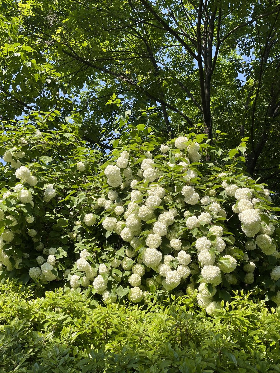 오월에 호숫가를 산책하며 마주친 꽃들. 자꾸 멈춰 서서 꽃들이랑 인사하느라 호수 한 바퀴 도는 데 한참 걸렸다. 봄날의 느릿느릿 산책. 걸음이 늦어진다는 건 사랑한다는 말과 같은 뜻 같다.