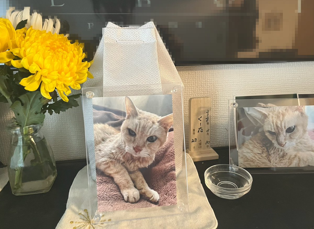 keikoro1217's tweet photo. 昨日はくーたの四十九日🐈

いつでも一緒
いつもありがとう
くーたのおかげで頑張れる🐈

今日もファイトだぁ！！！ https://t.co/Zjcq3NEUel