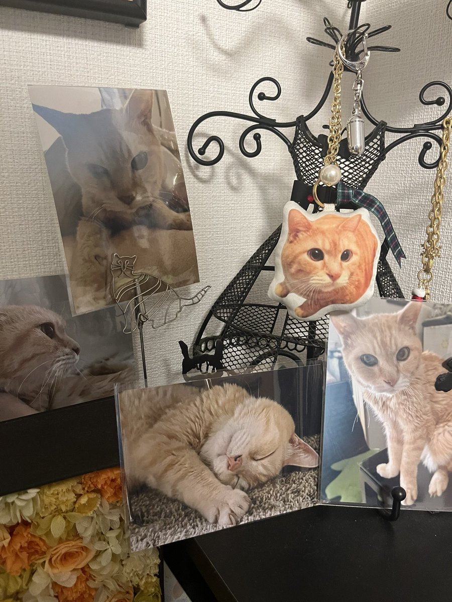 keikoro1217's tweet photo. 昨日はくーたの四十九日🐈

いつでも一緒
いつもありがとう
くーたのおかげで頑張れる🐈

今日もファイトだぁ！！！ https://t.co/Zjcq3NEUel