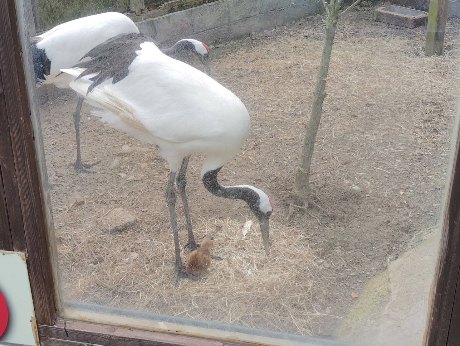 は*ん様 激レア　巨大　オーストラリア産　イナズマツノヤシ は*ん様 激レア 巨大 オーストラリア産 イナズマツノヤシ