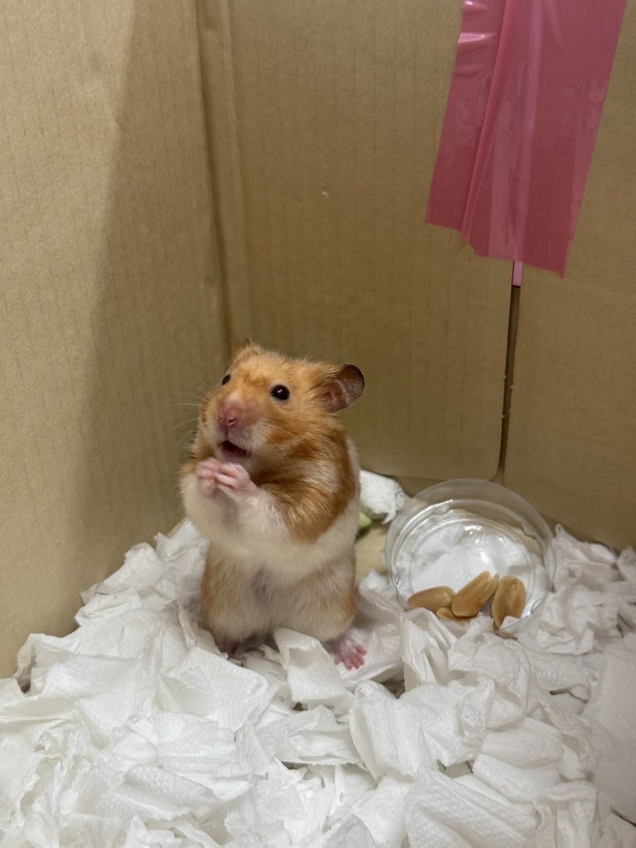 Btsuko's tweet image. ขออนุญาตสอบถามคนในคอมมูครับ ไปเจอน้องคนนี้มาถูกทิ้งไว้ในถังขยะ อยากพาน้องไปหาหมอ แนะนำไปรพ.สัตว์เล็กที่ไหนดีครับ อาศัยอยู่แถวประดิพัทธ์(BTS สะพานควาย) ปล.เมื่อวานน้องมีอาการไอด้วย #แฮมสเตอร์