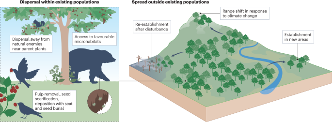 New online! Drivers and impacts of global seed disperser decline bit.ly/3Fa2CJo