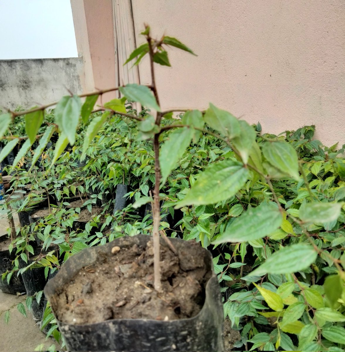 DwainLop's tweet photo. राम्रो क्वालिटिको 2,3,4,5 मुखे बुद्ध चित्त मालाको बिरुवा चाहिएमा सम्झिनु होला धन्यवाद ।।बुद्ध चित्त माला रोपौ आम्दानी वृद्धि गरौ https://t.co/hCMPq1ojxb