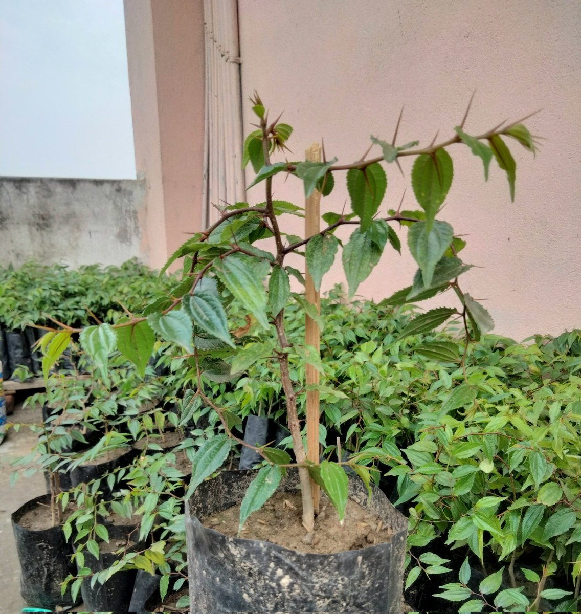 DwainLop's tweet photo. राम्रो क्वालिटिको 2,3,4,5 मुखे बुद्ध चित्त मालाको बिरुवा चाहिएमा सम्झिनु होला धन्यवाद ।।बुद्ध चित्त माला रोपौ आम्दानी वृद्धि गरौ https://t.co/hCMPq1ojxb