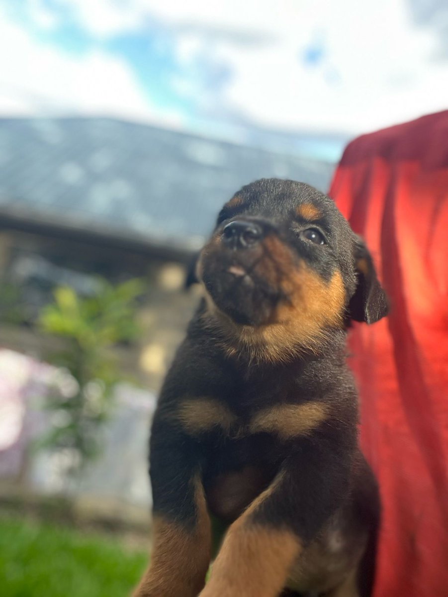 muiruribryan's tweet photo. pure breed rottweilers puppies

@only 6 weeks these gorgeous pups are ready for BOOKING...
asking 40k a pup
dm or call 0722513364
#georgenatembeya 
#hanifa 
#suluhu
#Anthony https://t.co/CYR53CuuMC
