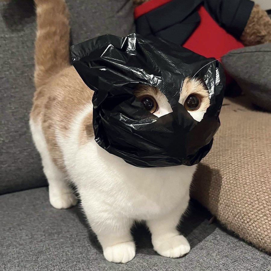 ramen intern (🍜,✨) tweet media