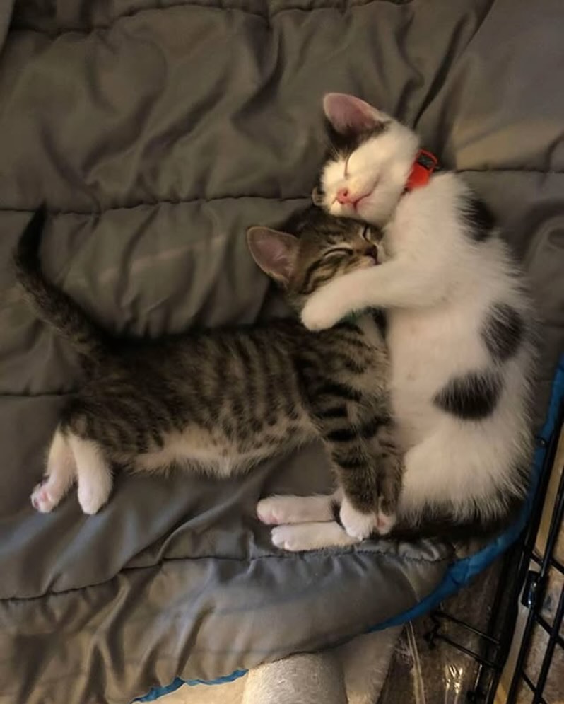 PunchingCat's tweet photo. https://t.co/Itsvvjultt