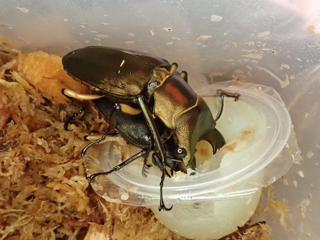 STAG_BEETLE_JAPAN tweet media