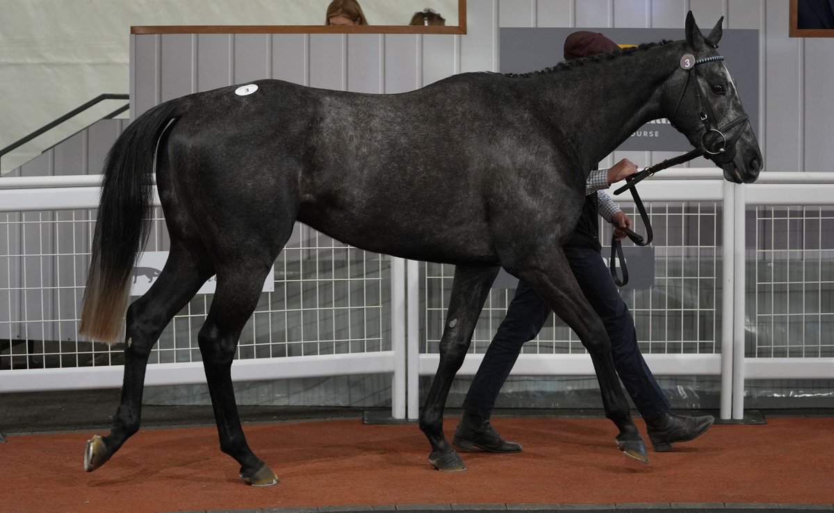Tattersalls Cheltenham (@tattscheltenham) on Twitter photo The 4yo 🇬🇧 P2P winner Lord Cauvelliere takes the <a href="/stratfordraces/">Stratford Racecourse</a> bumper on Rules debut for trainer Sheila Lewis
<a href="/RacingPost/">Racing Post</a>: "...winning this with some authority on rules/stable debut. He should stay further and could prove to be a shrewd purchase."
#CheltenhamApril 2025 The 4yo 🇬🇧 P2P winner Lord Cauvelliere takes the <a href="/stratfordraces/">Stratford Racecourse</a> bumper on Rules debut for trainer Sheila Lewis
<a href="/RacingPost/">Racing Post</a>: "...winning this with some authority on rules/stable debut. He should stay further and could prove to be a shrewd purchase."
#CheltenhamApril 2025