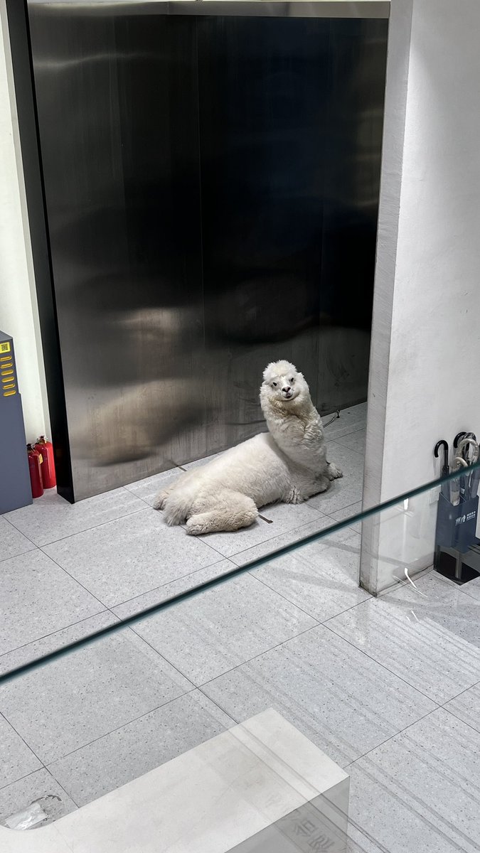 服装店的吉祥物（真的）