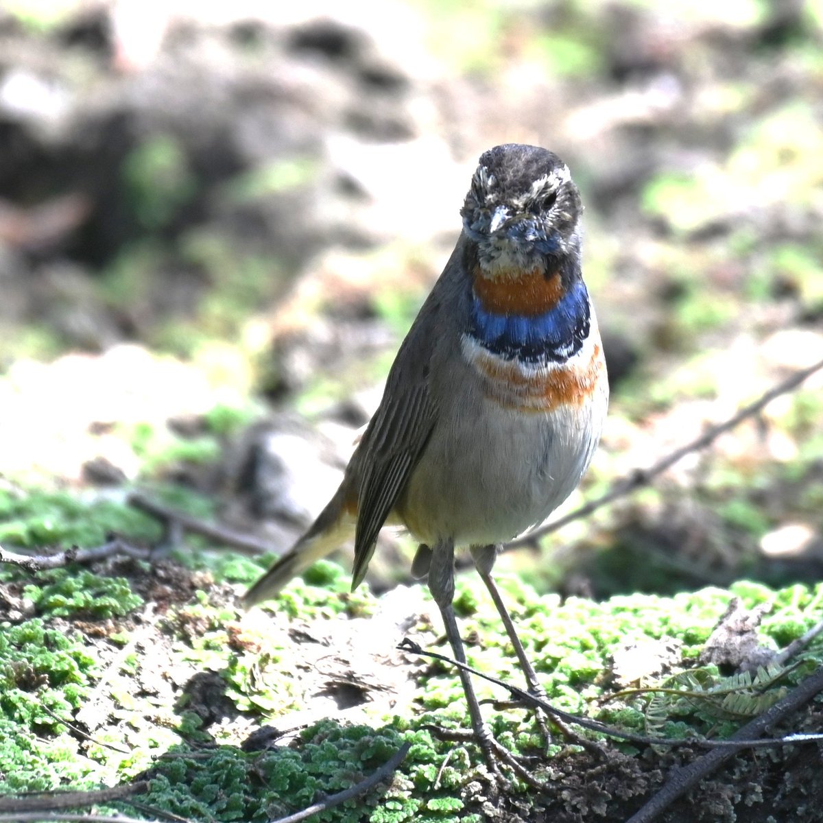 abhimanyumi's tweet photo. Blue throat https://t.co/JIZRx6YW1z