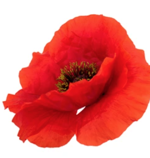 pettore's tweet photo. Born this day 19th May 1918.
Sgt. William Jack Scott.
New Zealand One of THE FEW.
https://t.co/zHwmJLSnB3
Awarded the DFM.
After the war he became a builder. For 2 years worked on a hospital in the New Hebrides.Returned to New Zealand. Ran a joinery shop &amp; a hardware store. https://t.co/NiwziFI5uE