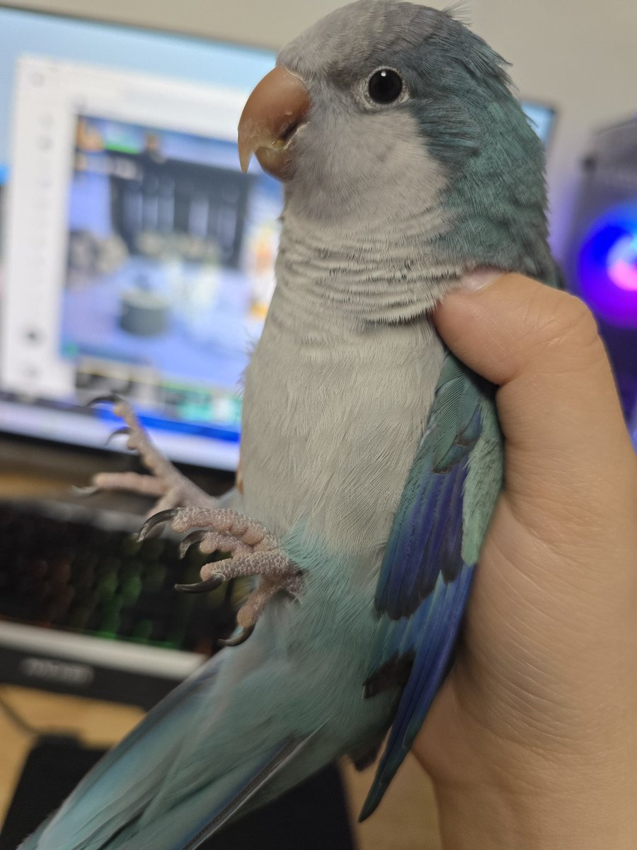 발톱과 부리를 정리당하고 배신당한 표정으로 쳐다보는 새