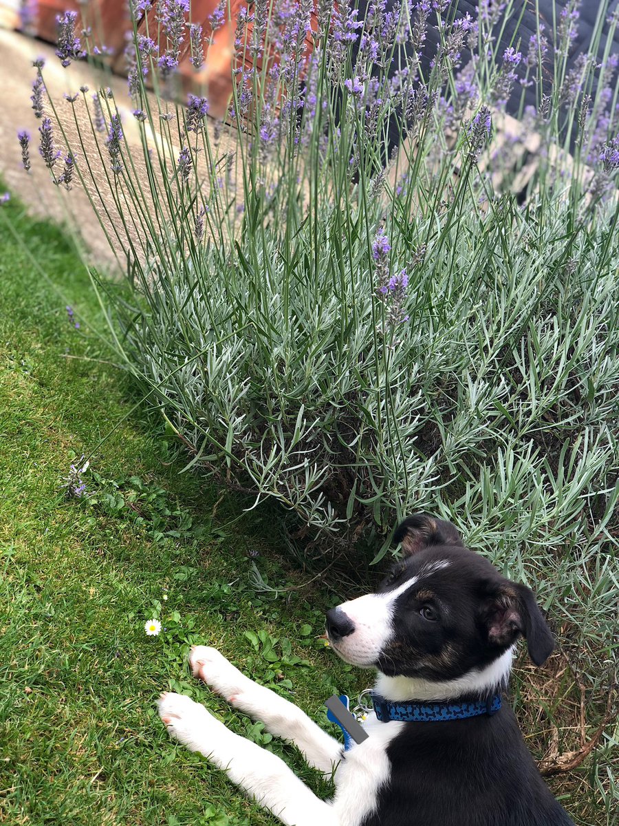 ollythecollie's tweet photo. Puppy picture a day until my birthday! 2 days to go! ❤️ https://t.co/tBk8iuh25x