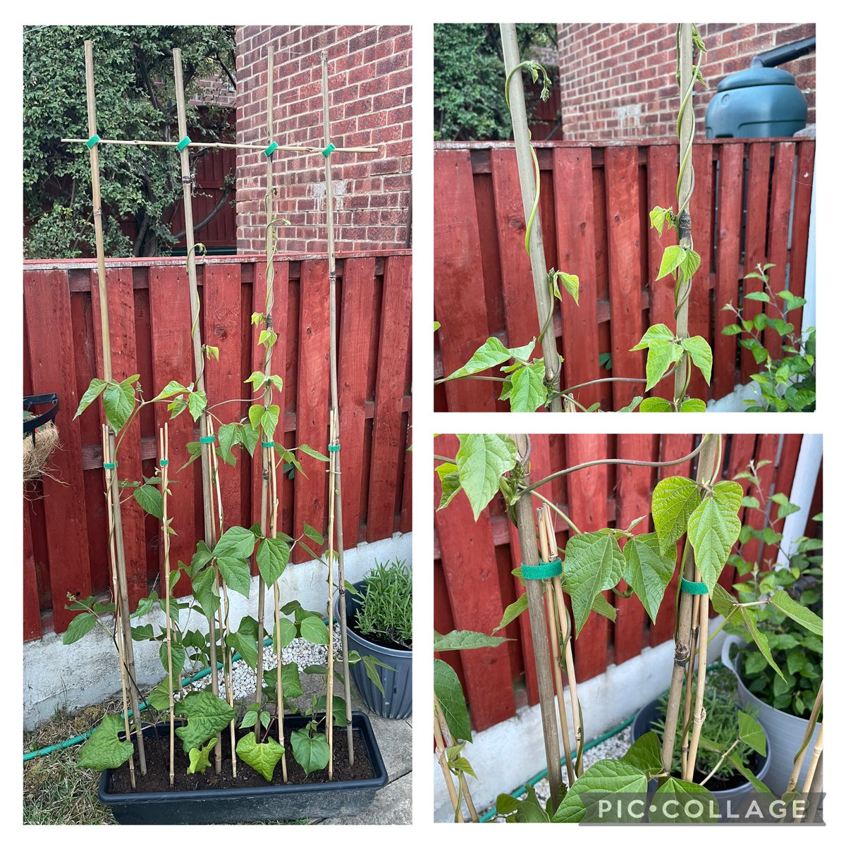 LindyLindop's tweet photo. @OPA_LG @OPALG_3H….runner bean diary - week 6 &amp; 7. 🏃🏻🫘’s have taller canes now as growing super curly fast and super TALL!! 🌱🌱🌱 https://t.co/HHRrv0IOk7