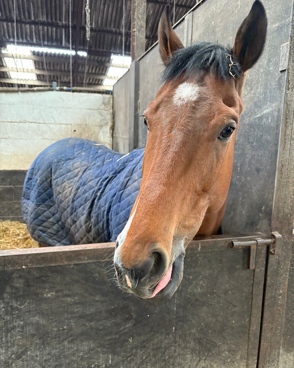 ReadForSpeed1's tweet photo. Fletchers dream runs today at Redcar. Good luck to all his owners 🤞💚🩶💚🩶💚🐎 https://t.co/jGjZi29JZs