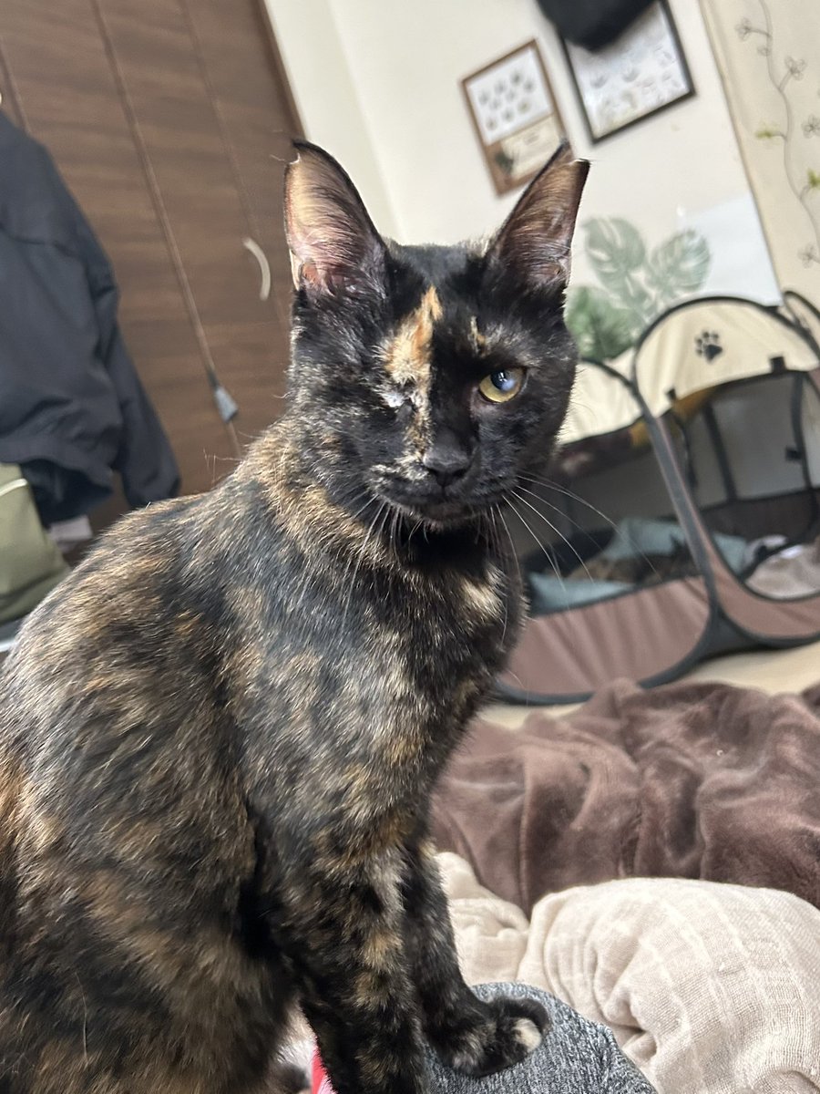 tortoiseshell_9's tweet image. わたしの宝物ちゃん、カワイイやろ。