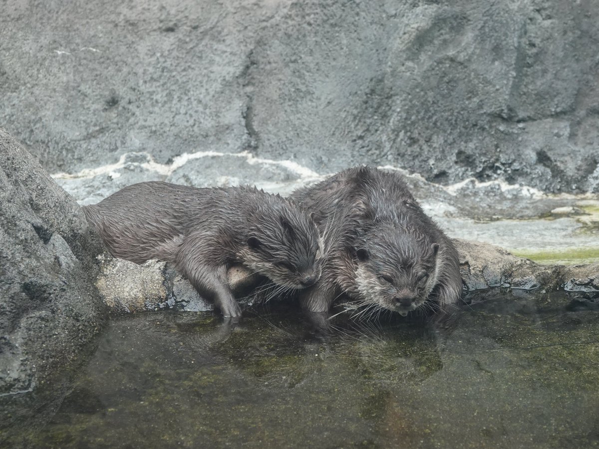tonko_1224's tweet photo. どのペアも良き🥹
#鳥羽水族館
#コツメカワウソ   #ラッコ https://t.co/GCceNBFP9K