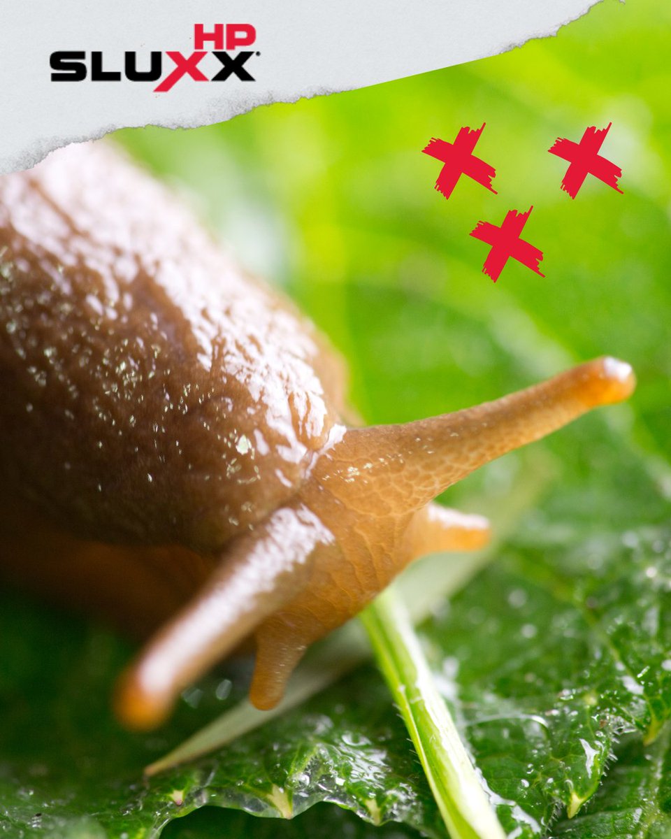 certis_belchim's tweet photo. Sluxx HP remains the top choice for controlling slugs, especially with the wet conditions expected this spring. Protect your crops and improve yields with effective slug control. #Slugs #SpringCereals #SlugForce https://t.co/lqcXvOreo5